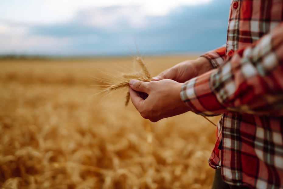 Farmer holding wheat in a field