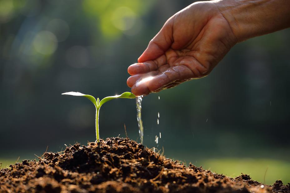 Brown hand with water dripping down onto a freshly sprouted plant in dirt